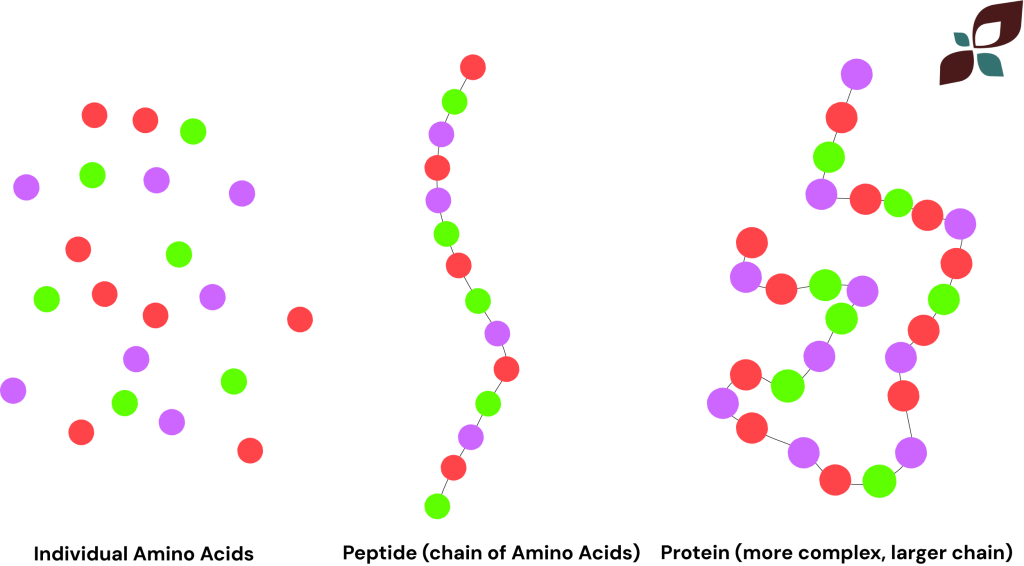peptides and proteins explained
